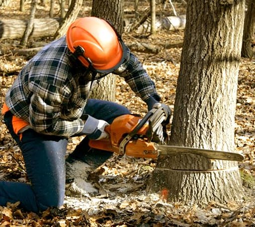 Tree Removal in Allen, KY